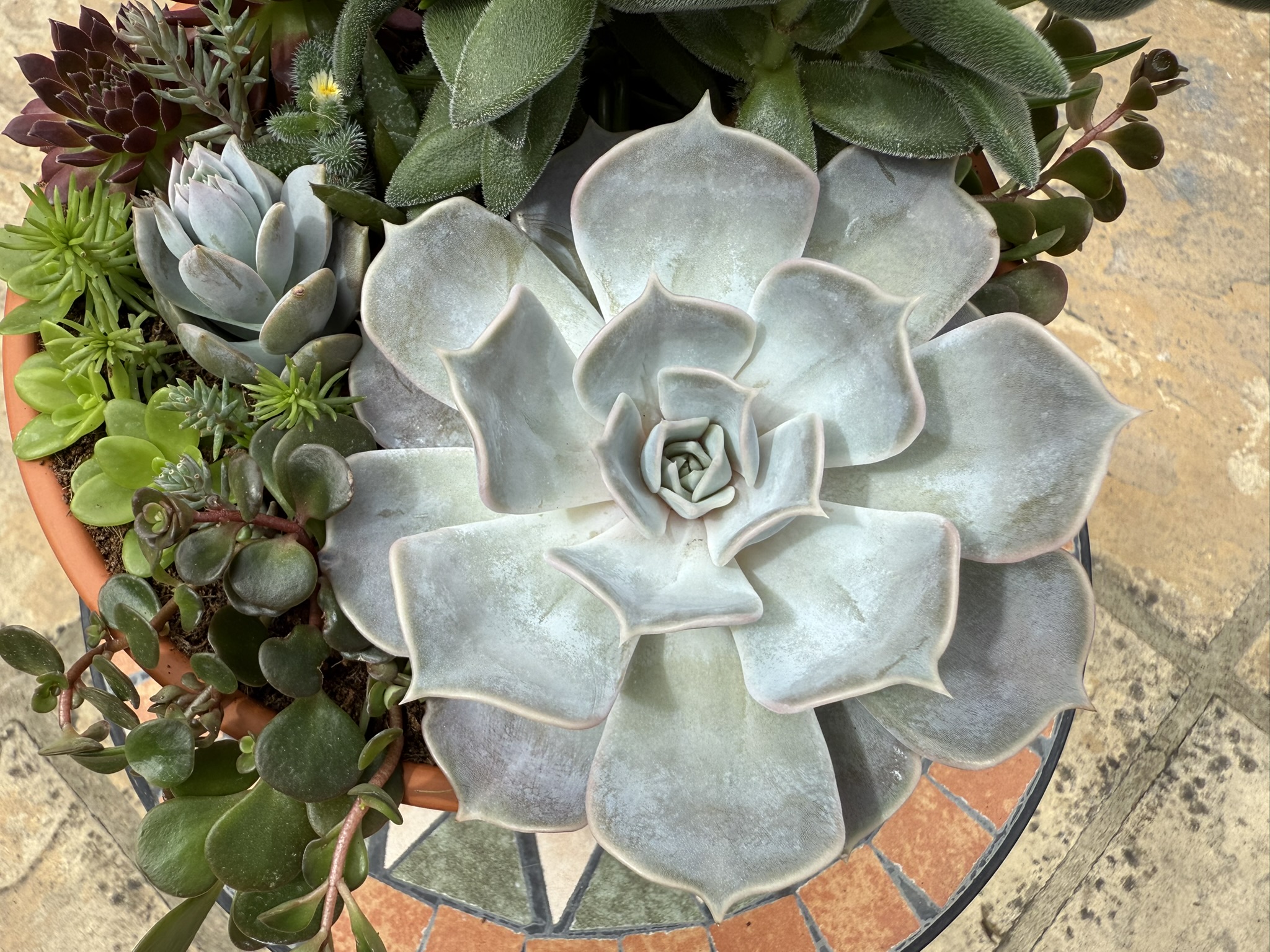 Succulent Care Instructions