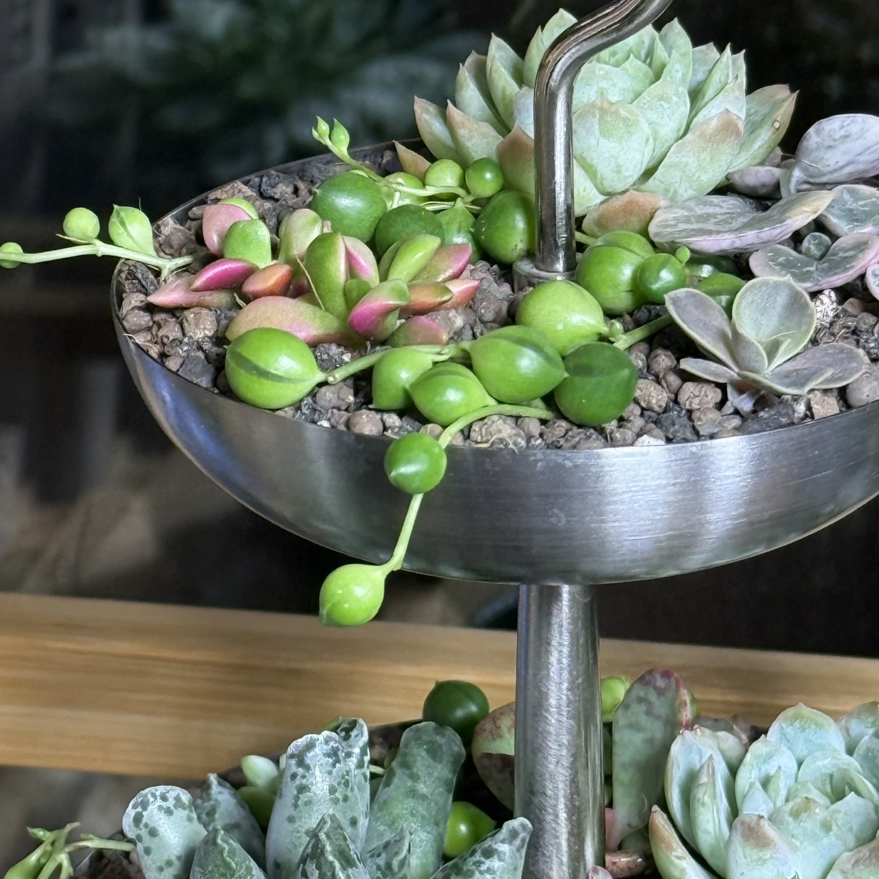 Plant Spotlight: String of Pearls