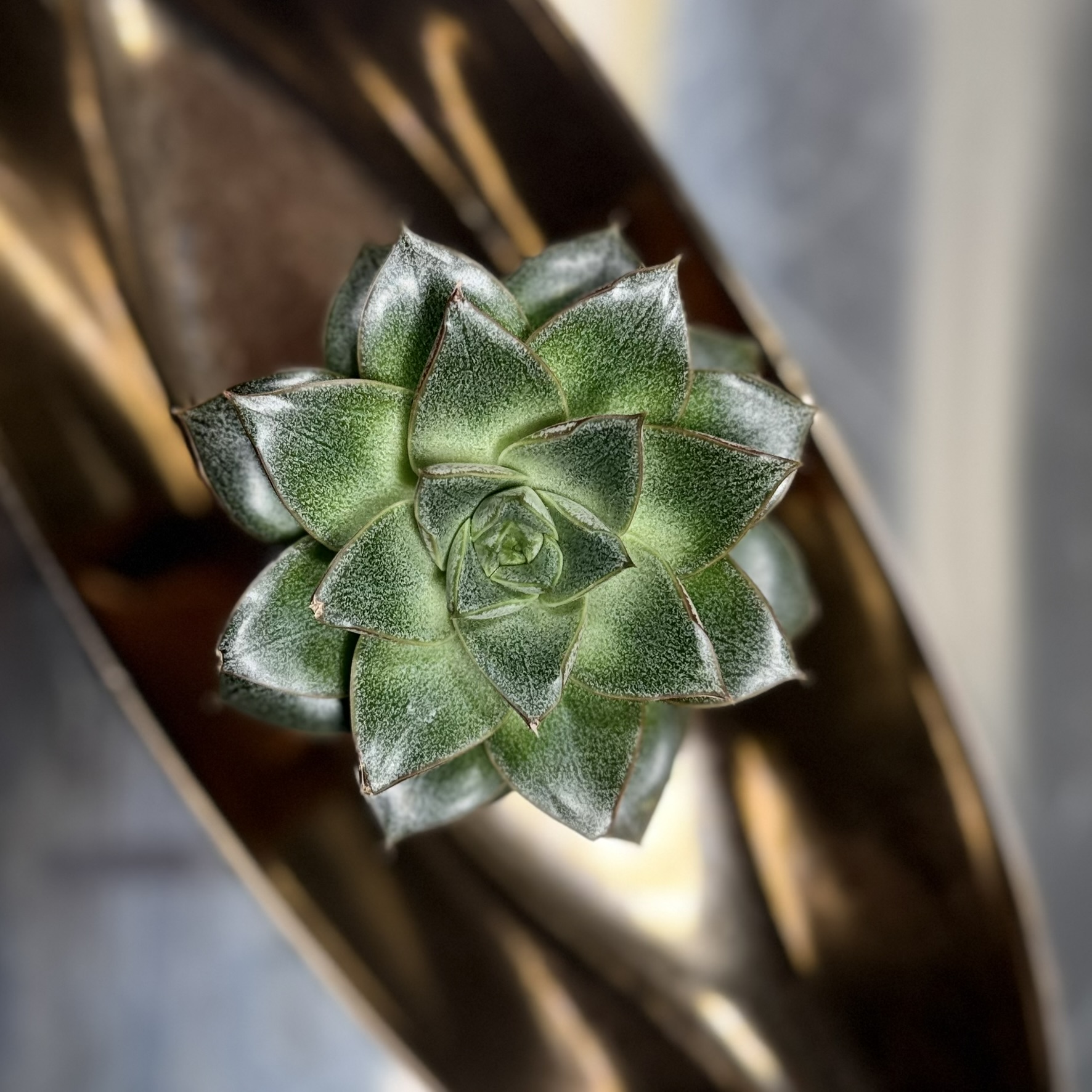 Plant Spotlight: Echeveria ‘Dionysos’