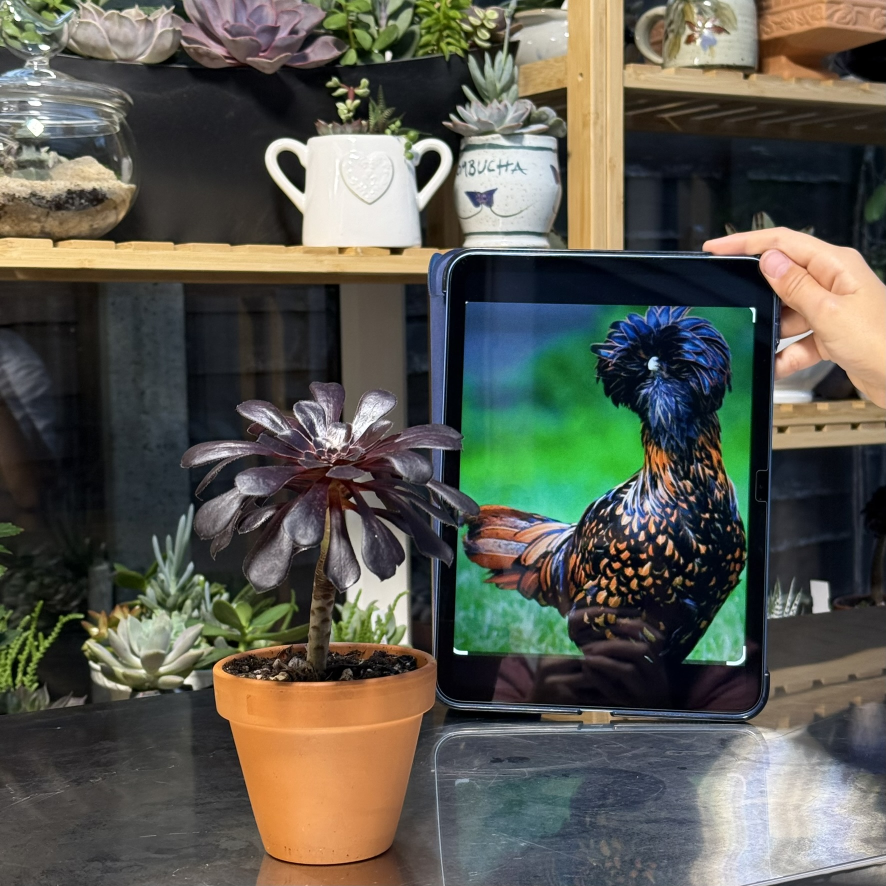 Plant Spotlight: Aeonium ‘Schwarzkopf’