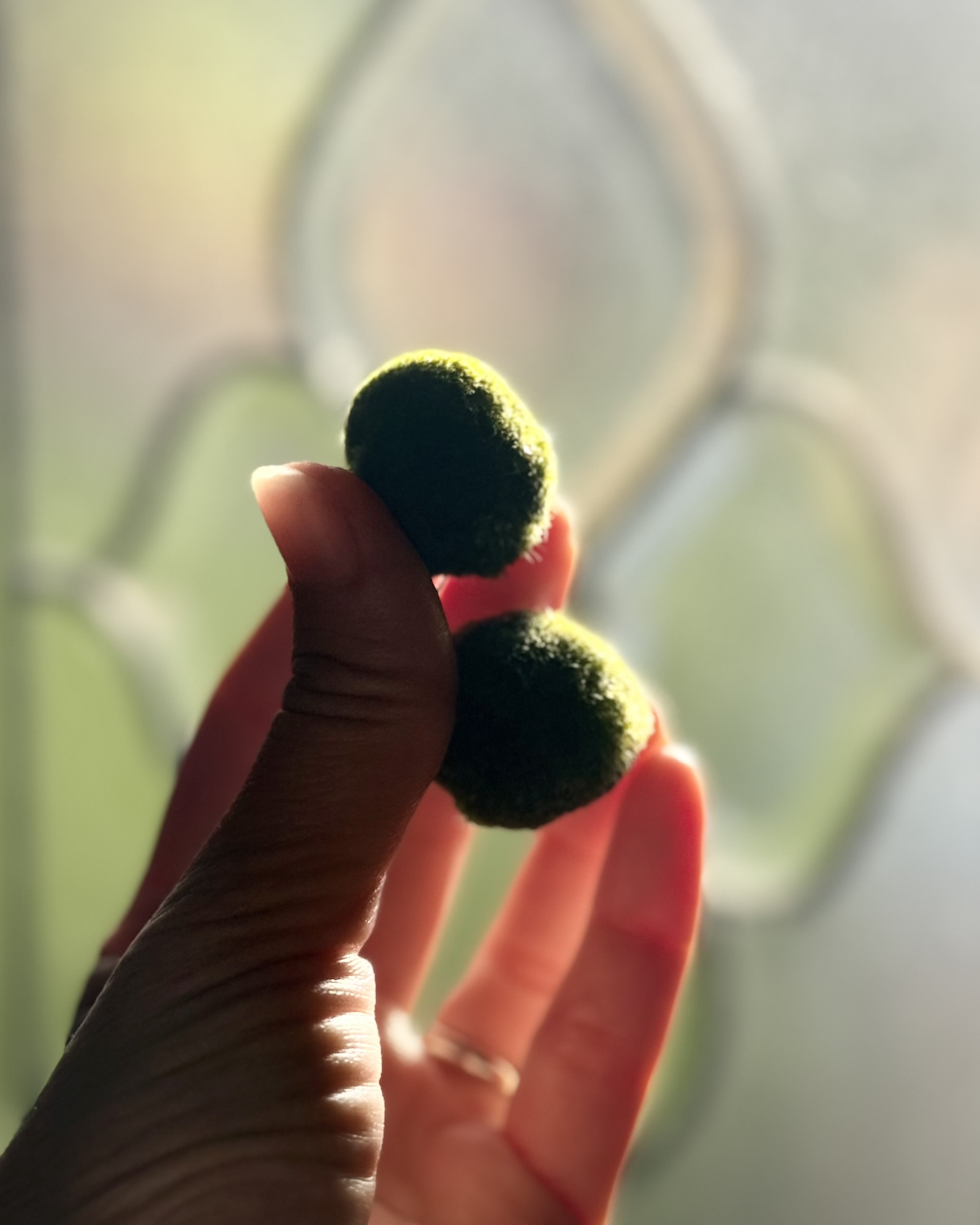 Plant Spotlight: Marimo Moss Ball