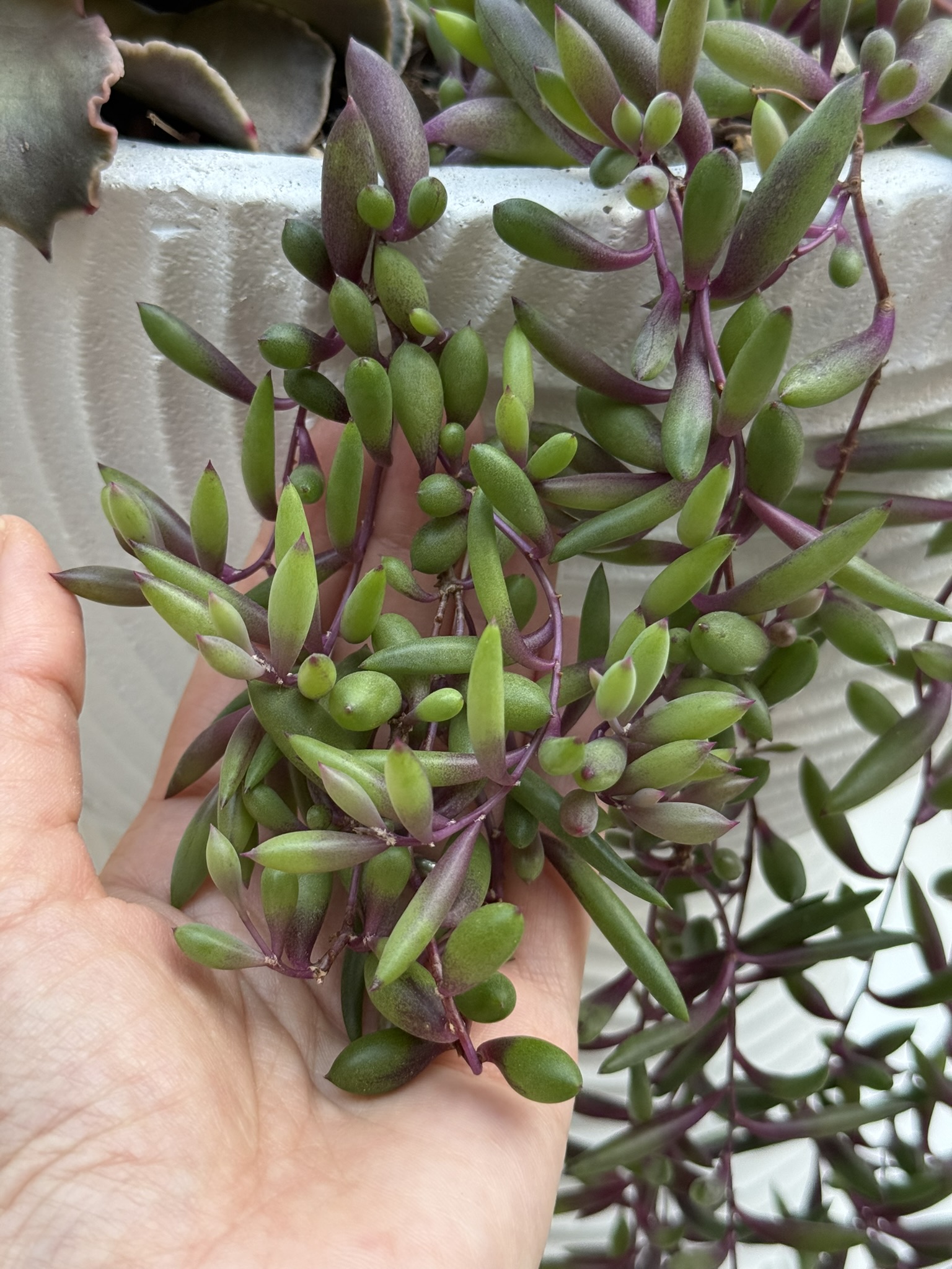 Plant Spotlight: Othonna capensis ‘Ruby Necklace’