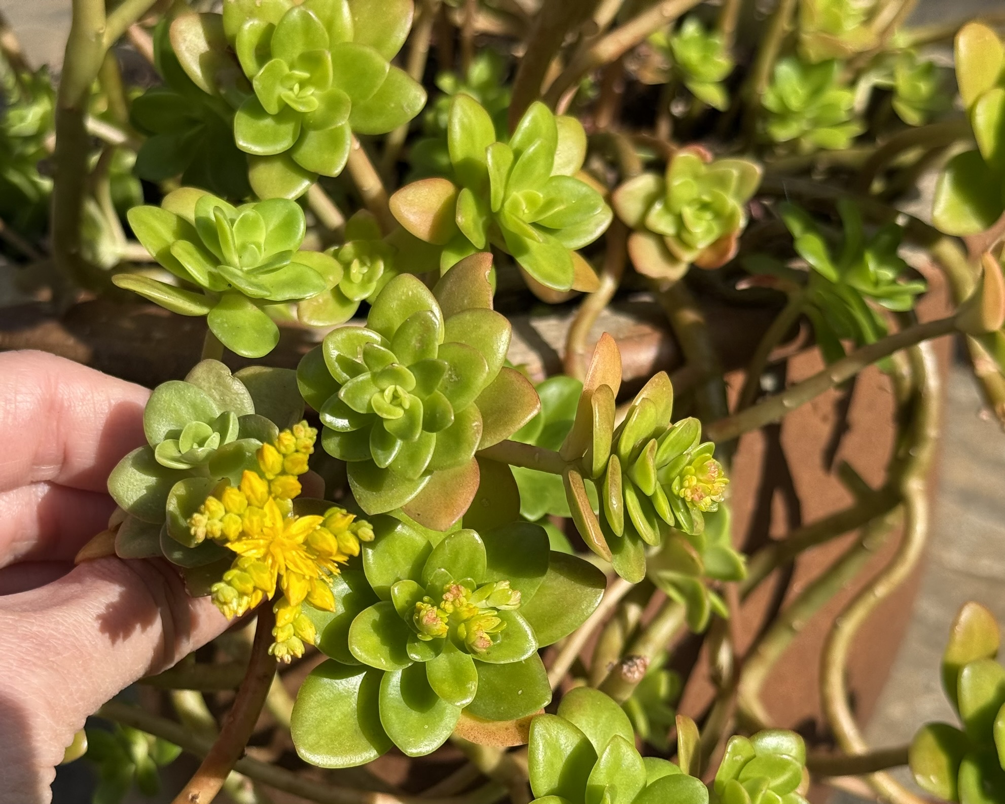 Plant Spotlight: Sedum confusum